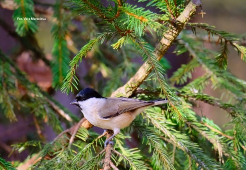 Poznań, Winogrady 07.02.26 r., 10:00 - 13:00, SPACER ORNITOLOGICZNY