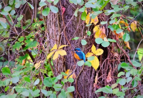 Poznań, Winogrady 07.02.26 r., 10:00 - 13:00, SPACER ORNITOLOGICZNY