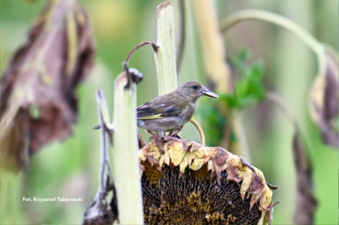 Warszawa, Pole Mokotowskie 22.02.26 r., 09:00 - 12:00, SPACER ORNITOLOGICZNY