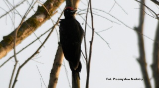 Wokół Bieli, Kampinoski Park Narodowy 22.02.26 r., 09:00 - 12:00, SPACER ORNITOLOGICZNY