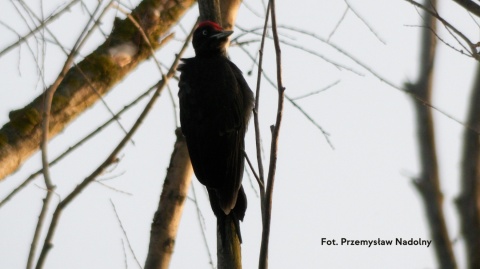 Wokół Bieli, Kampinoski Park Narodowy 22.02.26 r., 09:00 - 12:00, SPACER ORNITOLOGICZNY